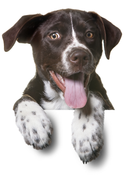 dog PNG50380 small